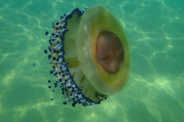 istock Mediterranean jellyfish or fried egg jellyfish, Mediterranean jelly (Cotylorhiza tuberculata) undersea 1365565405
