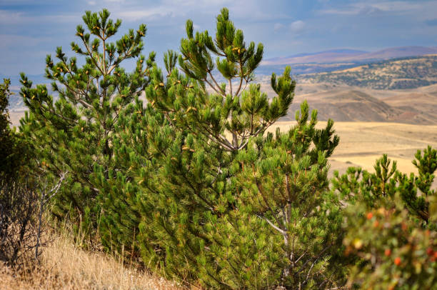 istock Pine sapling planted in the ground 15 (fifteen) years ago 1365566073