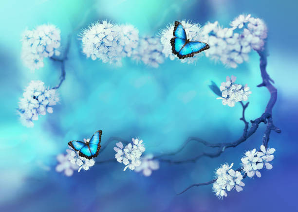 istock Spring flower frame with blooming cherry branch and butterfly on blue background in nature. 1365566117
