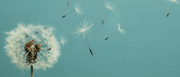 istock White dandelion with seeds flying away. Closeup 1365566127