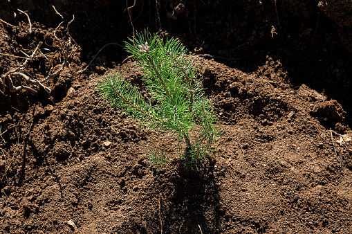 Pine sapling planted in the ground