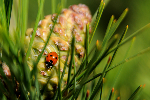 Ladybug on a pine cone planted 15 (fifteen) years ago