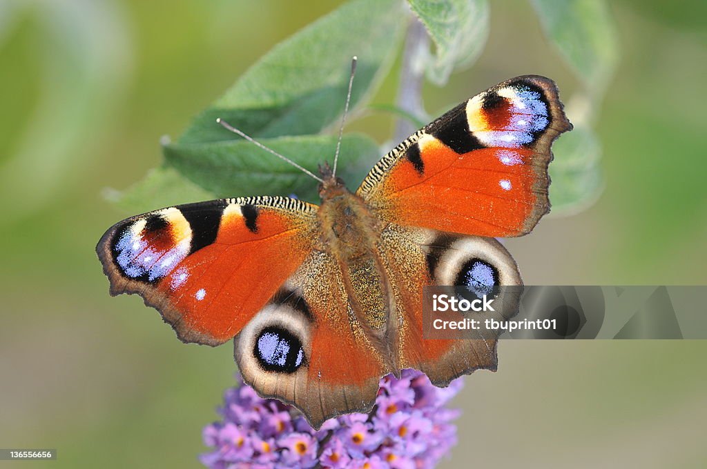 Peacock butterfly looks for nectar Peacock butterfly (inachis io) is sitting on a butterfly bush (Buddleja). A day peacock eye searches for nectar on a summer lilac. Buddleia Stock Photo