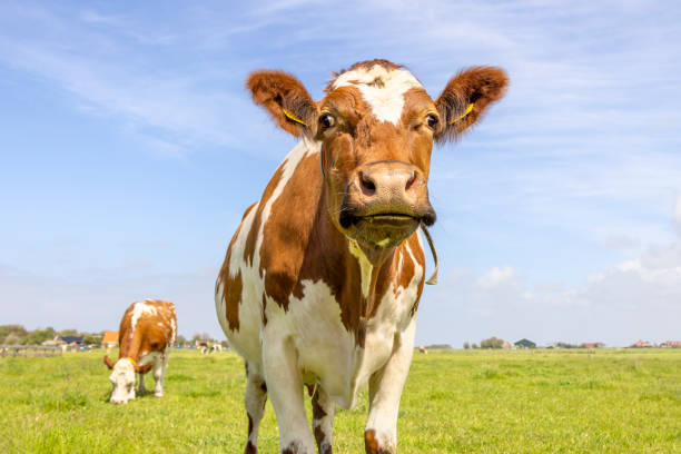 istock Cute cow, looking curious, oncoming in a green field, approaching, walking in a pasture under a blue sky,  horizon over land 1365567361