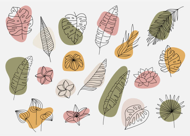 Set of minimal tropical leaves in line art style. Boho jungle leaf outline. Big set of elegant hand drawn flowers, leaves and plants. Botanical design elements and abstract shapes banana leaf stock illustrations