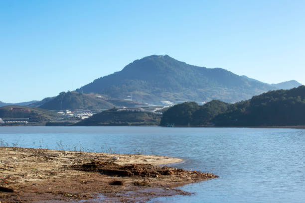 istock Lonely pine tree and Suoi Vang lake 1365567658