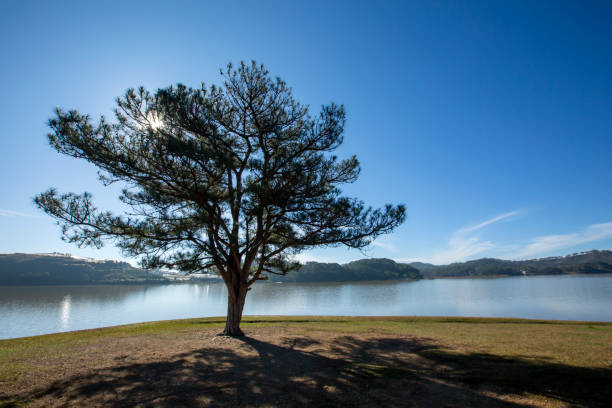 istock Lonely pine tree and Suoi Vang lake 1365567735