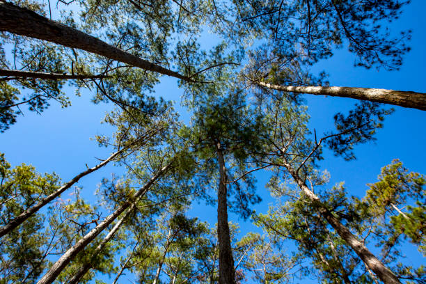 istock Lonely pine tree and Suoi Vang lake 1365567748