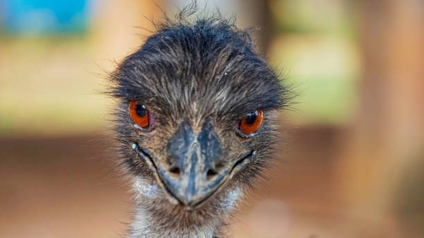 Emu stock photo