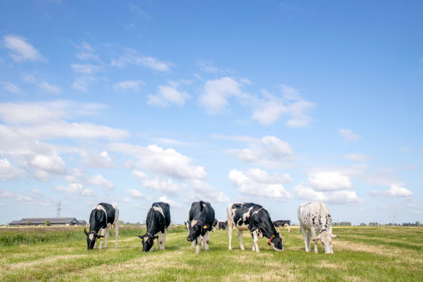 5 Cows grazing on row, walking, stroll towards in a field, with a soft blue sky summer heat and some white clouds