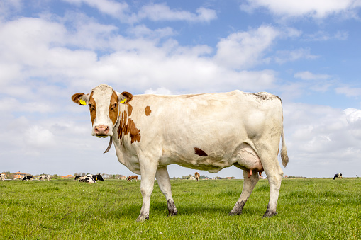 Dairy cow standing on green grass in a pasture and a blue sky, side view full length red brown round udder