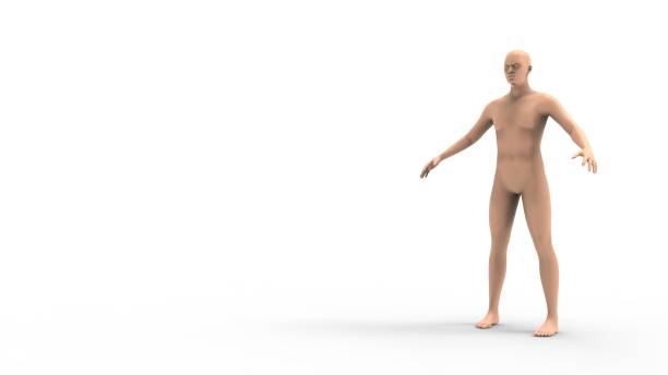 istock 3d rendering of a human model isolated in white background 1365569203