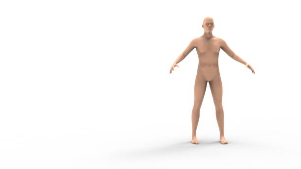 istock 3d rendering of a human model isolated in white background 1365569205