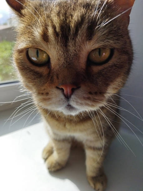 Portrait of a cute pet, in a calm peaceful mood is brightly lit by spring sunlight.