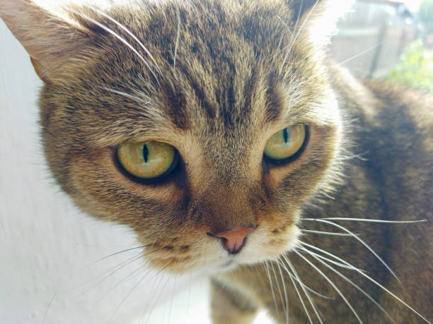 British Shorthair Cat - Looking into the eyes of Haru - 7 year old tomcat - Close-up - pedigree cat
