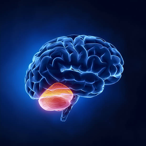 Cerebellum part - Human brain in x-ray view stock photo