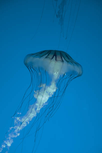 istock Jellyfish floating in the deep ocean 1365570652
