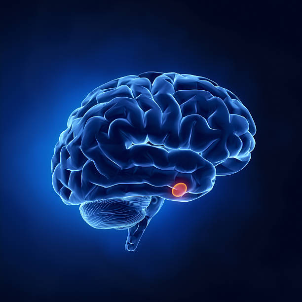 istock Pituitary gland - Human brain in x-ray view 136557096