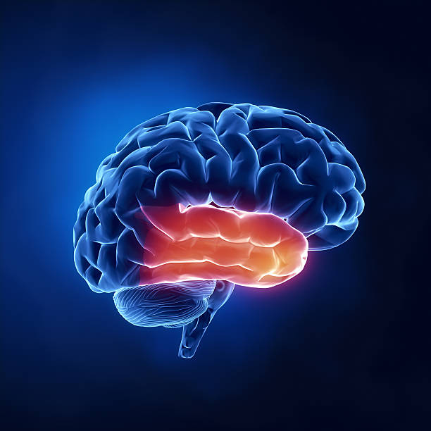 istock Temporal lobe - Human brain in x-ray view 136557135