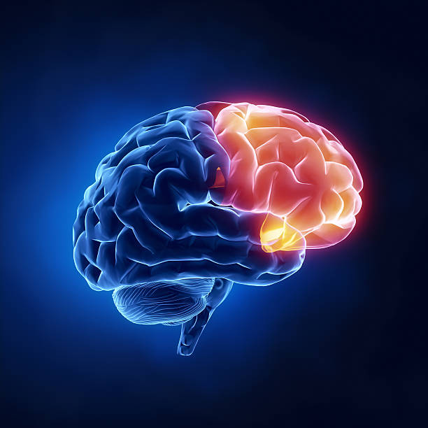 frontal lobe - human brain in x-ray view - frontale kwab stockfoto's en -beelden