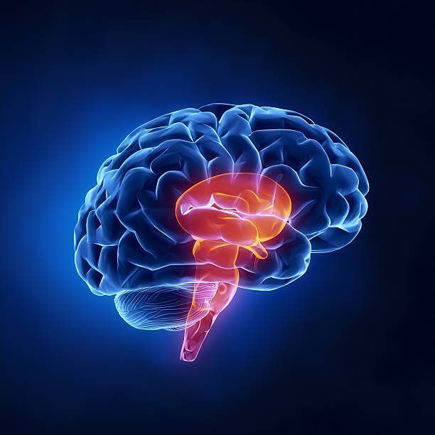 Stem part - Human brain in x-ray view stock photo