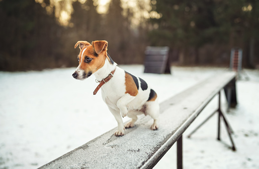 Small Jack Russell terrier dog walking over snow and ice covered wooden bridge obstacle at training course