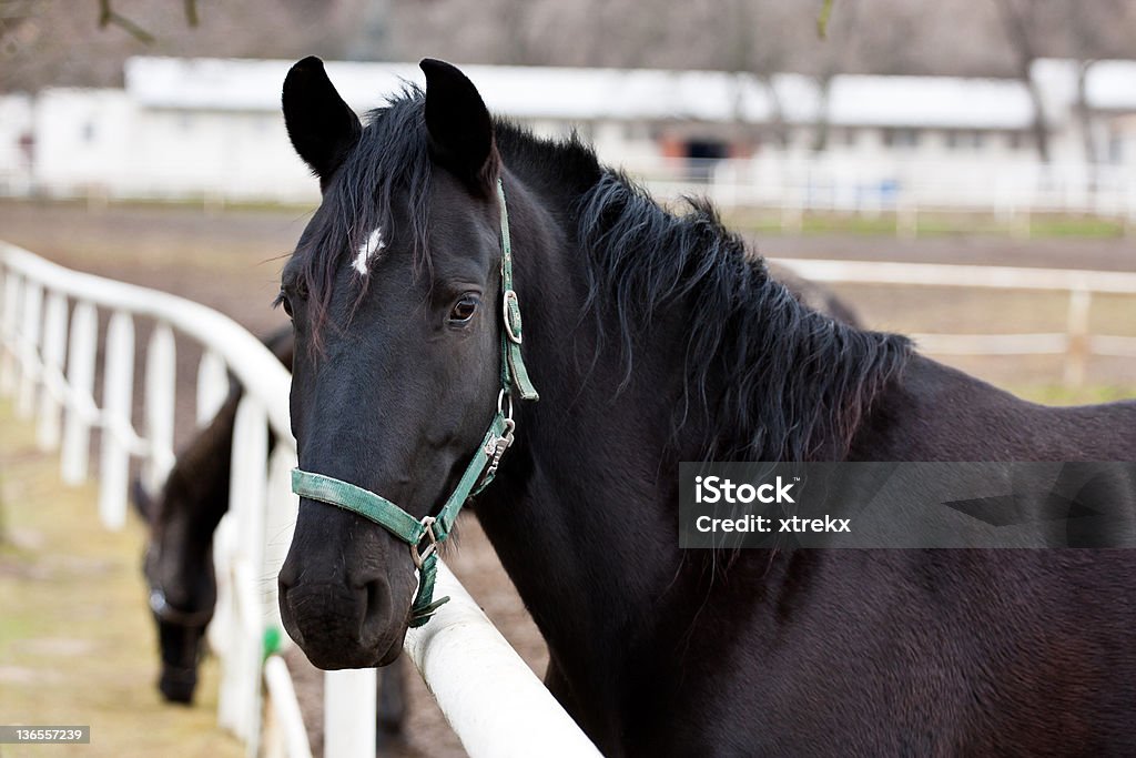Black Kladruber horse - Lizenzfrei Agrarbetrieb Stock-Foto