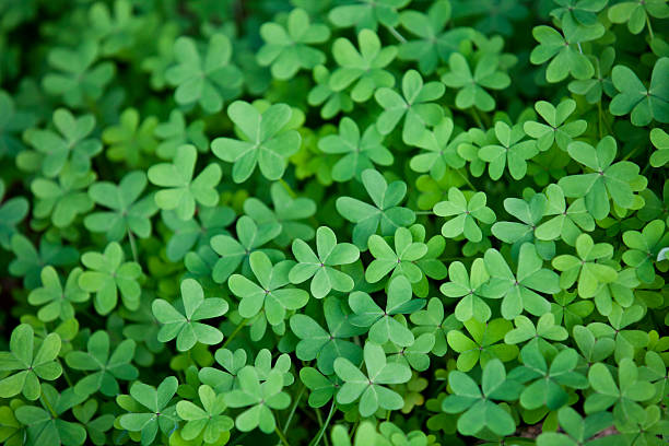 istock Bundle of green four leaf clover heads 136557270
