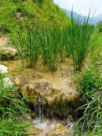 rice fields