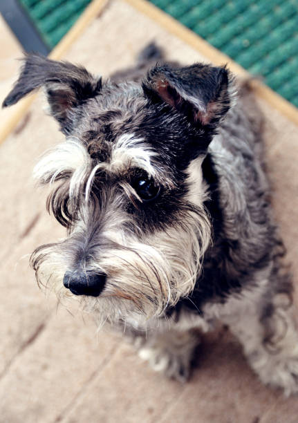 istock dog terrier portrait looks friendly gray haired thoroughbred pet 1365574059