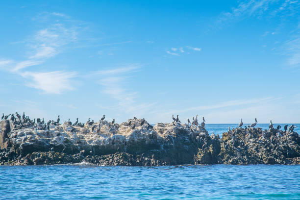 istock Cormorants and pelicans on a huge rocks by Laguna Beach shore 1365574171