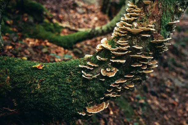 Detail of mushrooms growing on a trunk