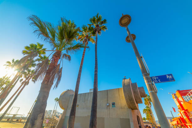 istock Palm tree in world famous Muscle Beach at sunset 1365574491