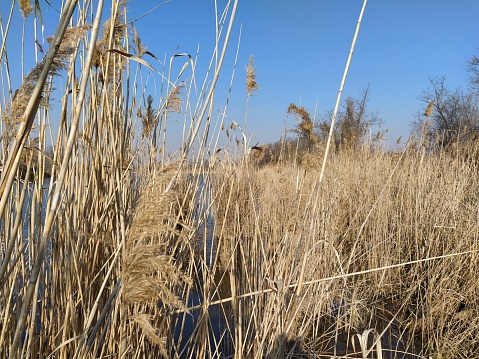 Thickets of dry reeds near a lake
