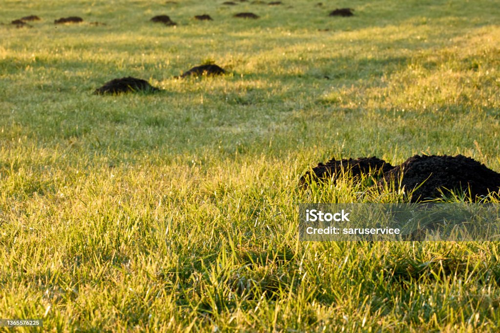 Molehill Full frame image of a small mound of earth thrown near the surface at a meadow in the evening light in Germany Molehill Stock Photo