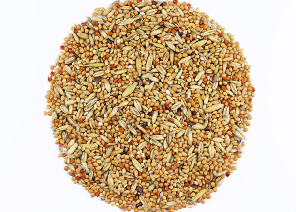 Feed for budgies and other small birds, a mixture of seeds containing mainly millet and oats Feed for budgies and other small birds, a mixture of seeds containing mainly millet and oats bird seed stock pictures, royalty-free photos & images