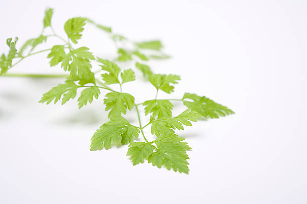 Chervil Chervil leaves cerefolium stock pictures, royalty-free photos & images