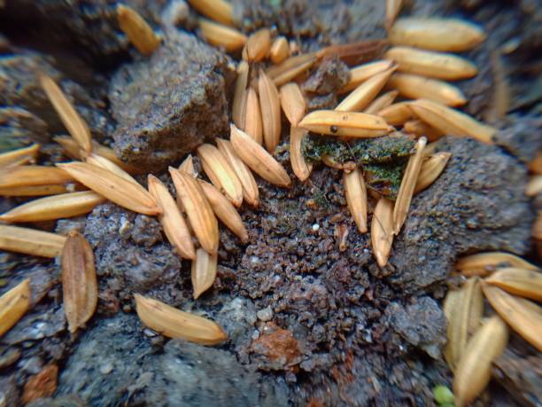 sementes de arroz - generic animal crop asia - fotografias e filmes do acervo