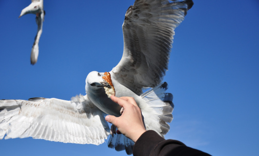 Man feeding seagull with 
