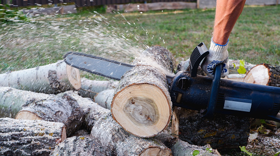Chain saw operation. A worker cuts logs for firewood with a chain saw.