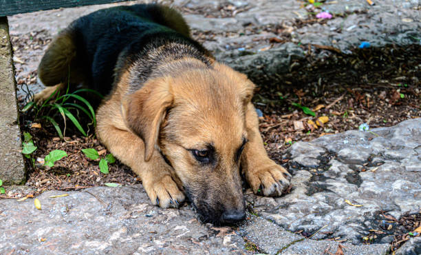 istock Dog lying on the street 1365581157