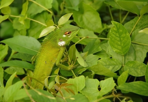 Variable lizard in the background of green leaves in Sri Lanka.