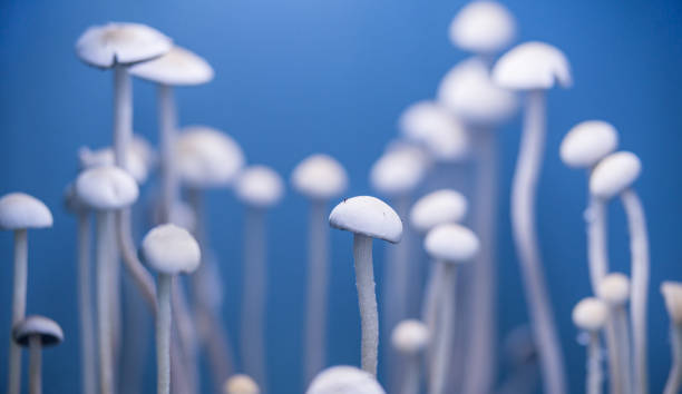 シロシビンキノコパネオラスシアネスセン - magic mushroom psychedelic mushroom fungus ストックフォトと画像