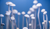 Psilocybin mushroom panaeolus cyanescens