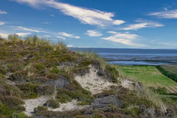 Untouched northern European nature near the coast with typical dune and sand landscape with green dune grass, sand, wadden sea, meadows and blue sky, plenty of copy space