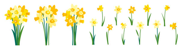 ilustraciones, imágenes clip art, dibujos animados e iconos de stock de imágenes prediseñadas de narcisos amarillos y ramo de primavera de flores de narciso aisladas sobre blanco - daffodil