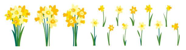 illustrations, cliparts, dessins animés et icônes de clip art de jonquilles jaunes et bouquet printanier de fleurs de narcisse isolées sur blanc - daffodil