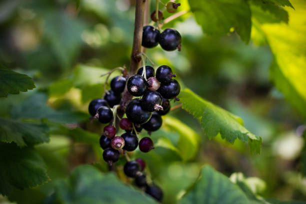 istock Ripe black currant on green bunch. Harvest at countryside 1365582839