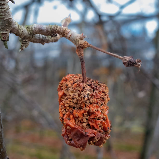istock Apple on the tree in winter | Apfel an einem Baum im Winter 1365583202