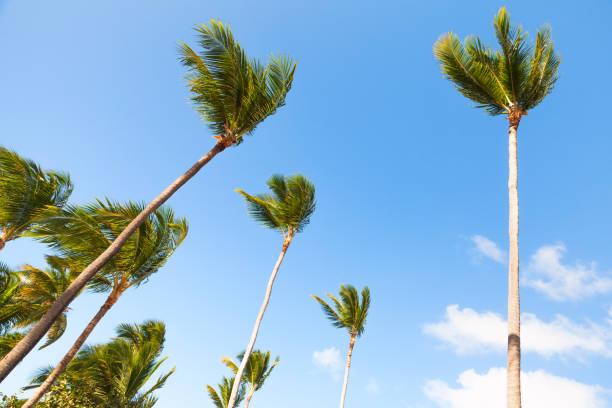istock Tall palm trees are under blue cloudy sky 1365583270